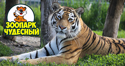 50% скидка на посещение зоопарка в Уссурийске! В парке представлены — уссурийские тигры, рыси, пумы, лев, олени, дикобраз и другие!